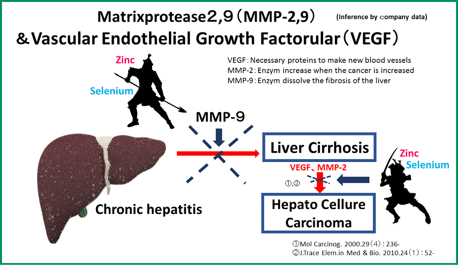 A mineral increases proMMP9