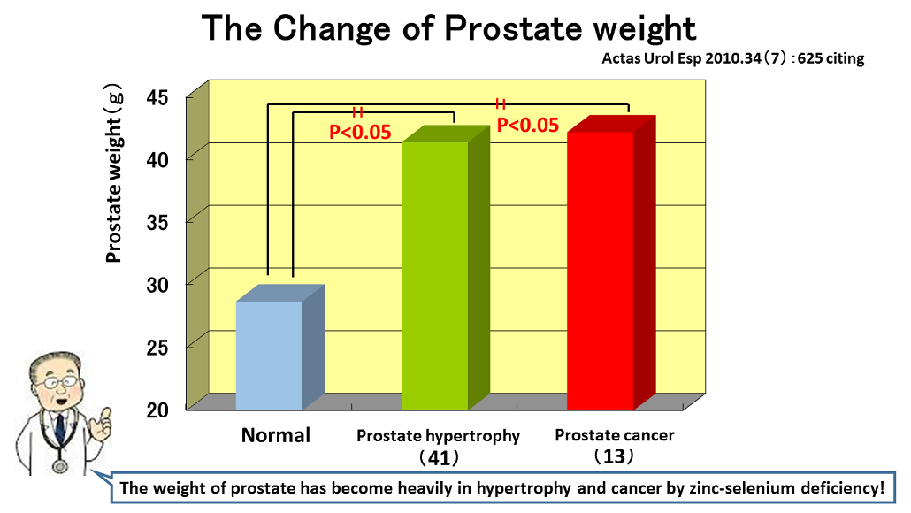 Prostate becomes to large and heavy with hypertrophy and cancer.